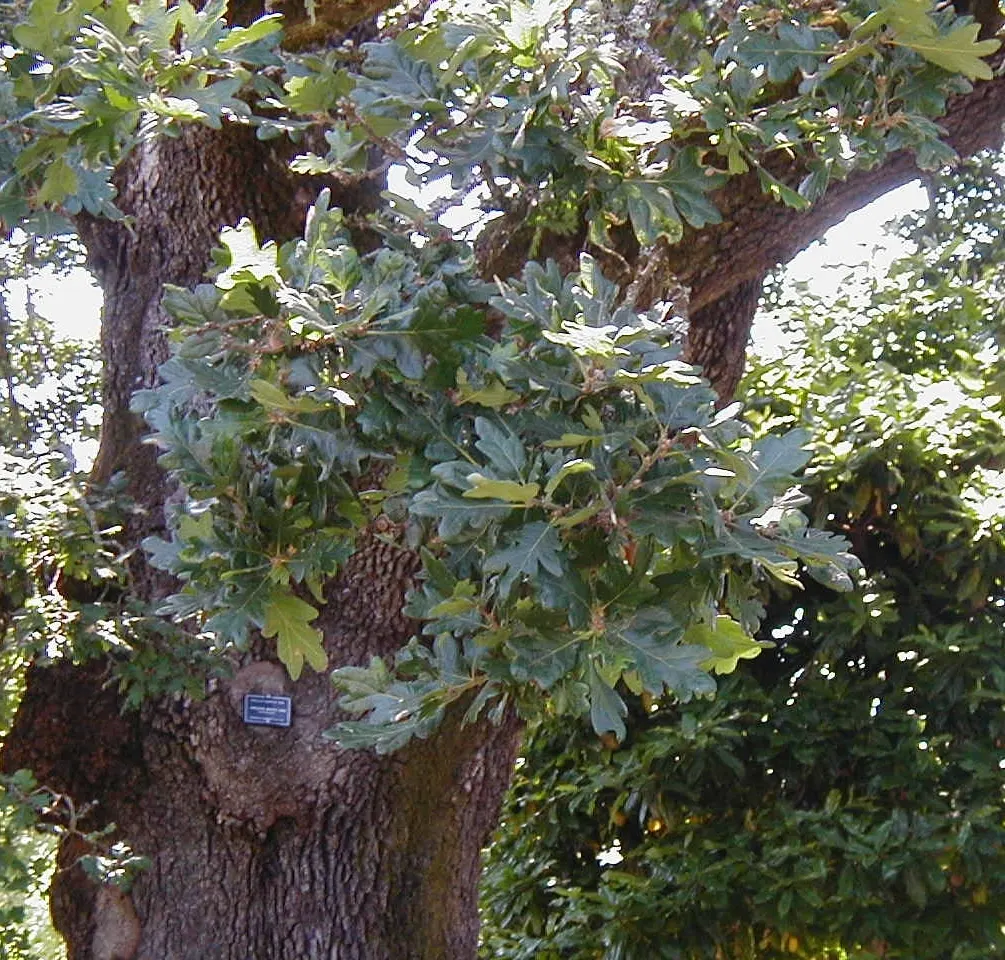 Oregon White Oak (Quercus Garryana) — making it an excellent choice for sustainable garden designs