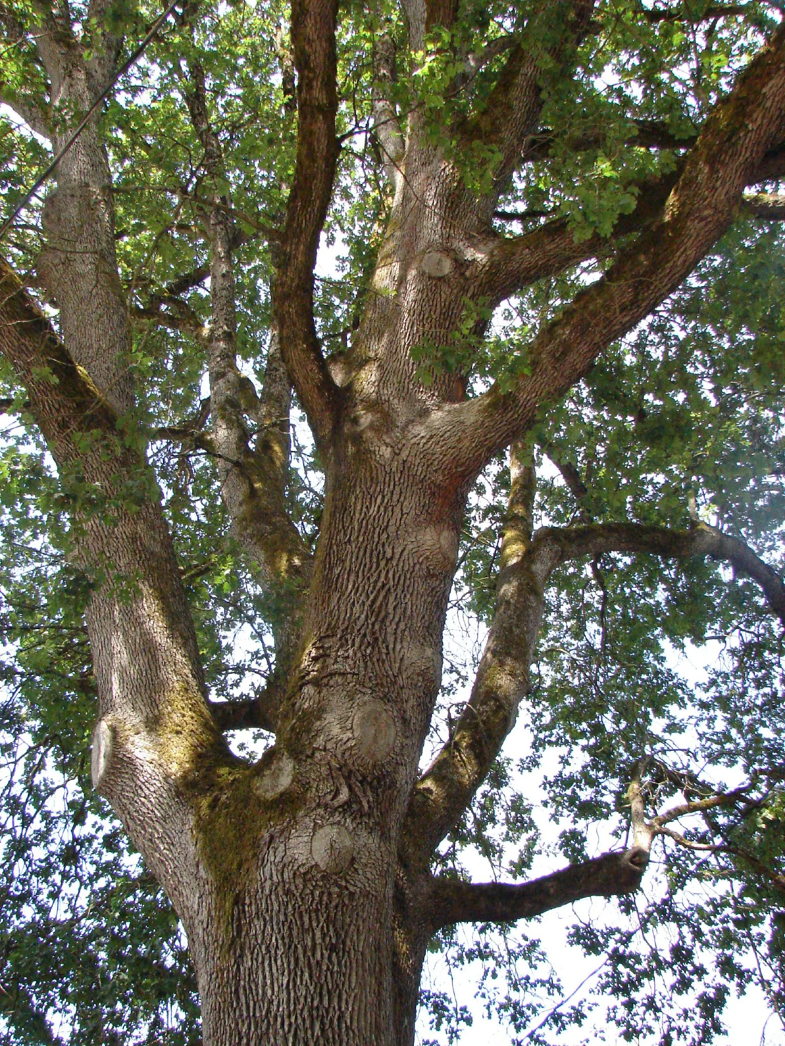Oregon White Oak (Quercus Garryana) — An essential component of any naturalistic landscape design