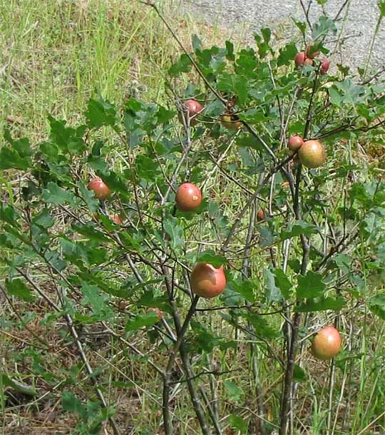 Oregon White Oak (Quercus Garryana) — ensure full sun exposure and plan for minimal maintenance