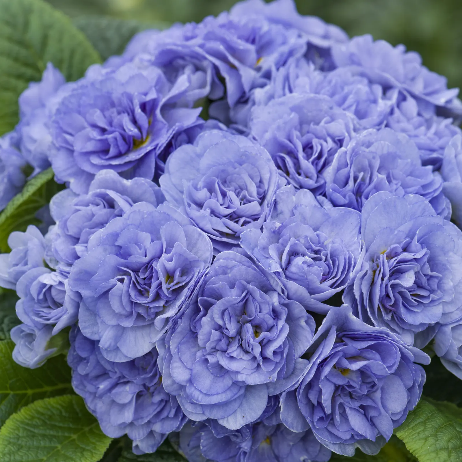 'Watercolour Blue' Primrose (Primula vulgaris) — It grows 5-8 inches tall and 10-12 inches wide