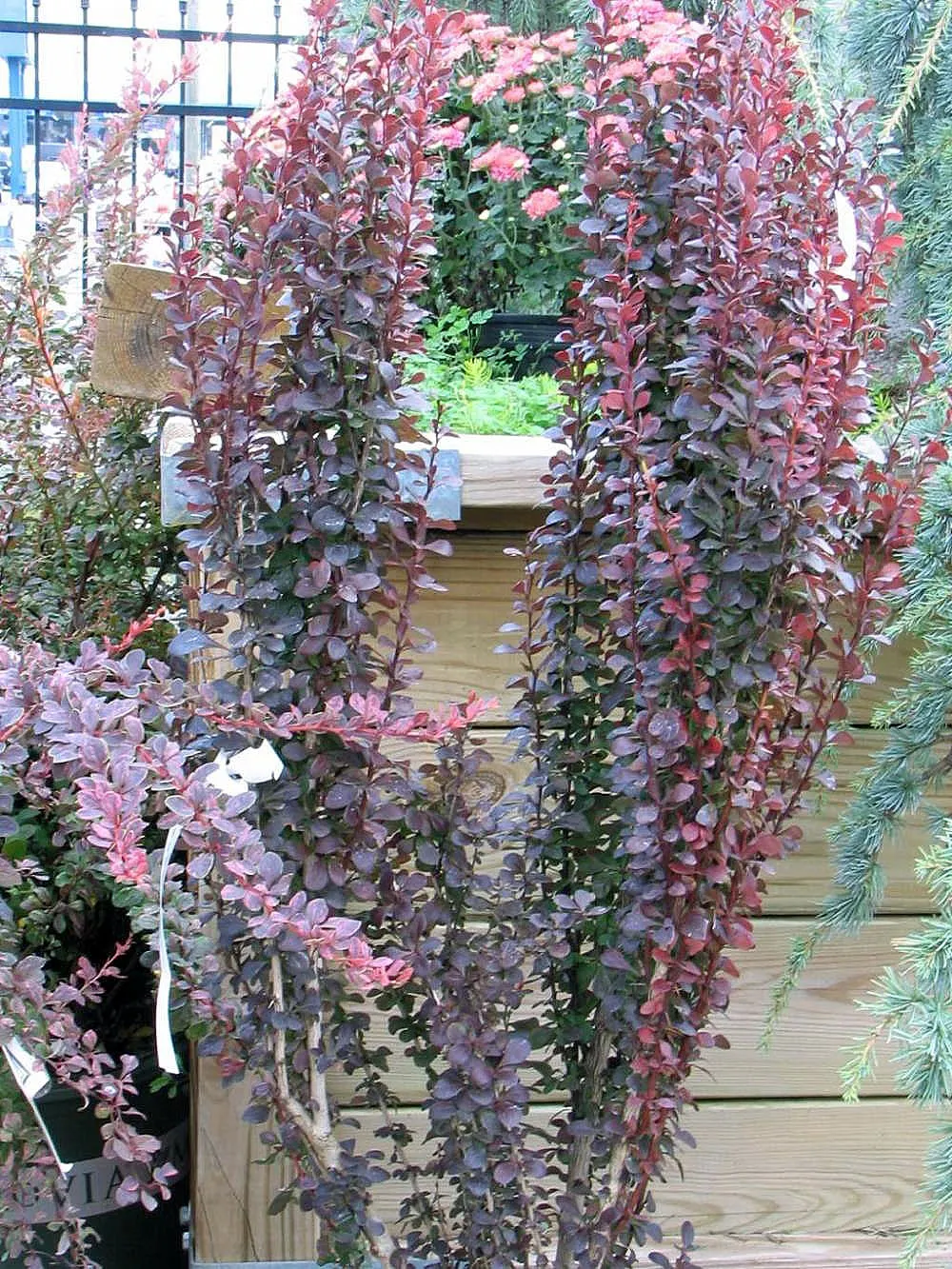 Gold Barberry (Berberis Thunbergii 'Helmond Pillar') — growing to an approximate height of 4 to 5 feet and a width of 1 to 2 feet