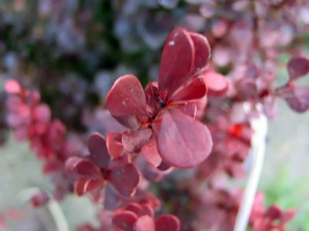 Gold Barberry (Berberis Thunbergii 'Helmond Pillar') — The Gold Barberry 'Helmond Pillar' is a striking deciduous shrub with a narrow