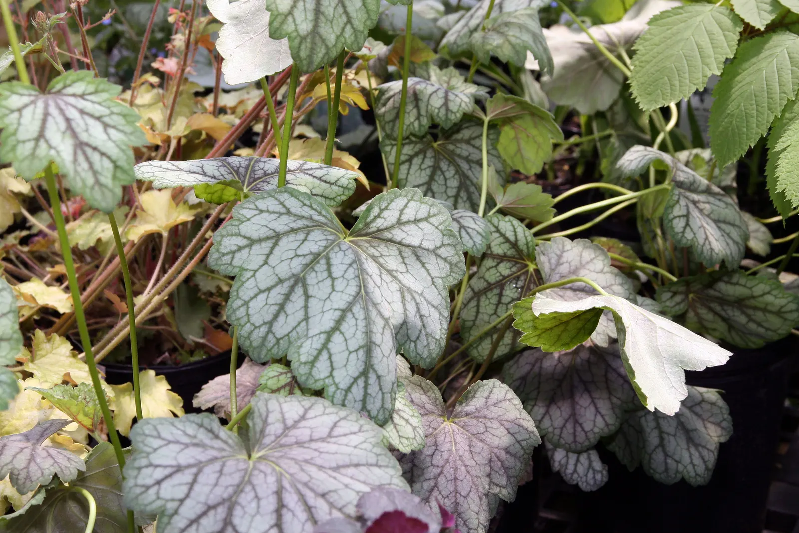 Green Spice Alum Root (Heuchera 'Green Spice') — reaching up to 10 inches tall and 18 inches wide