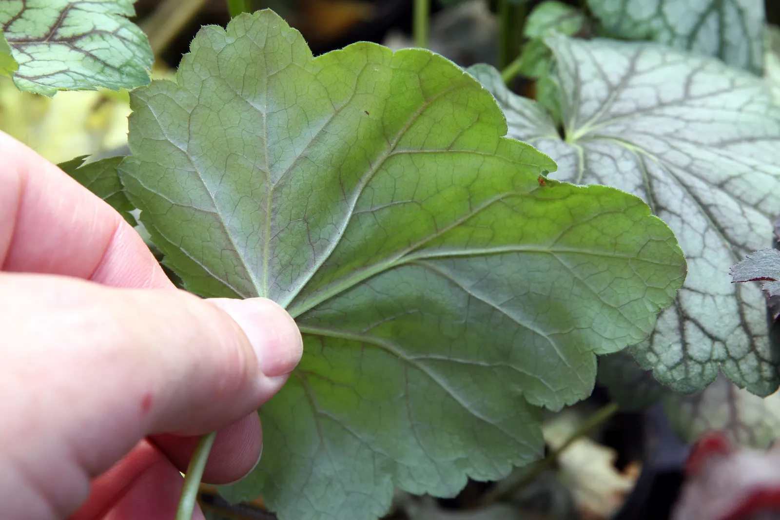 Green Spice Alum Root (Heuchera 'Green Spice') — green leaves with crimson undercurrents