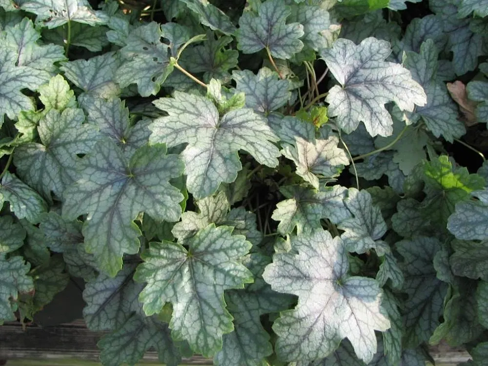 Green Spice Alum Root (Heuchera 'Green Spice') — adding texture to shade gardens and contrasting beautifully with darker-leaved companions
