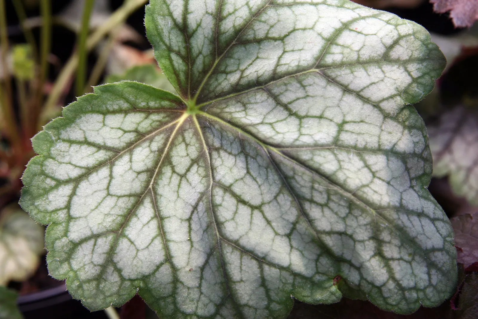 Green Spice Alum Root (Heuchera 'Green Spice') — This low-maintenance plant produces delicate white blooms on 18-inch stems in spring