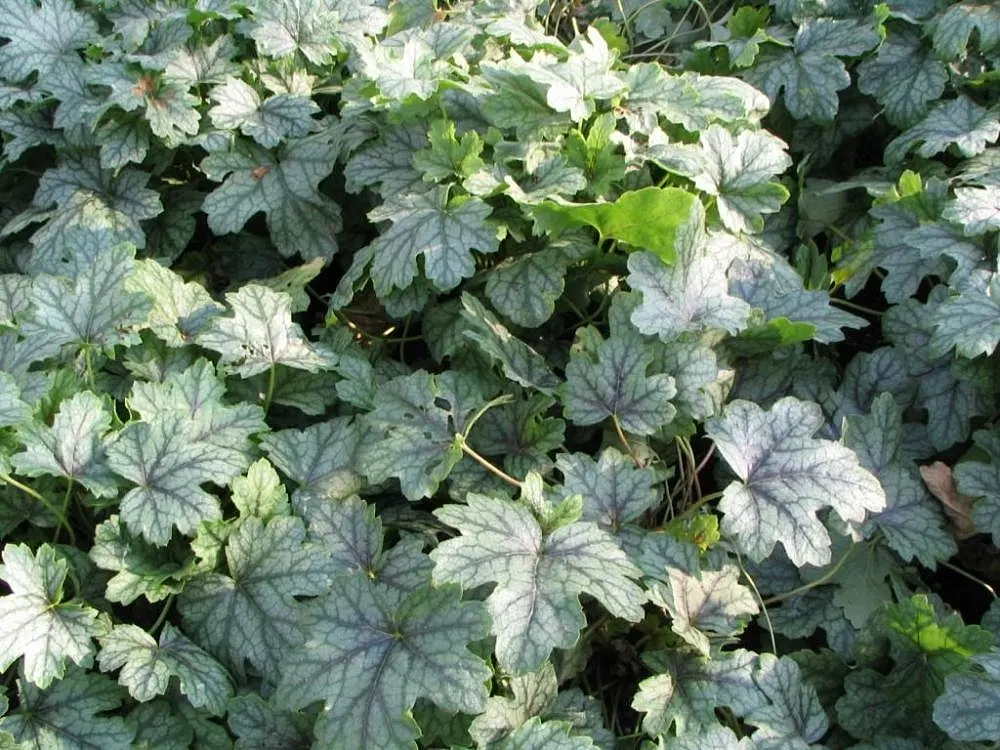 Green Spice Alum Root (Heuchera 'Green Spice') — It thrives in partial to full shade and well-drained soil, USDA zones 4-9