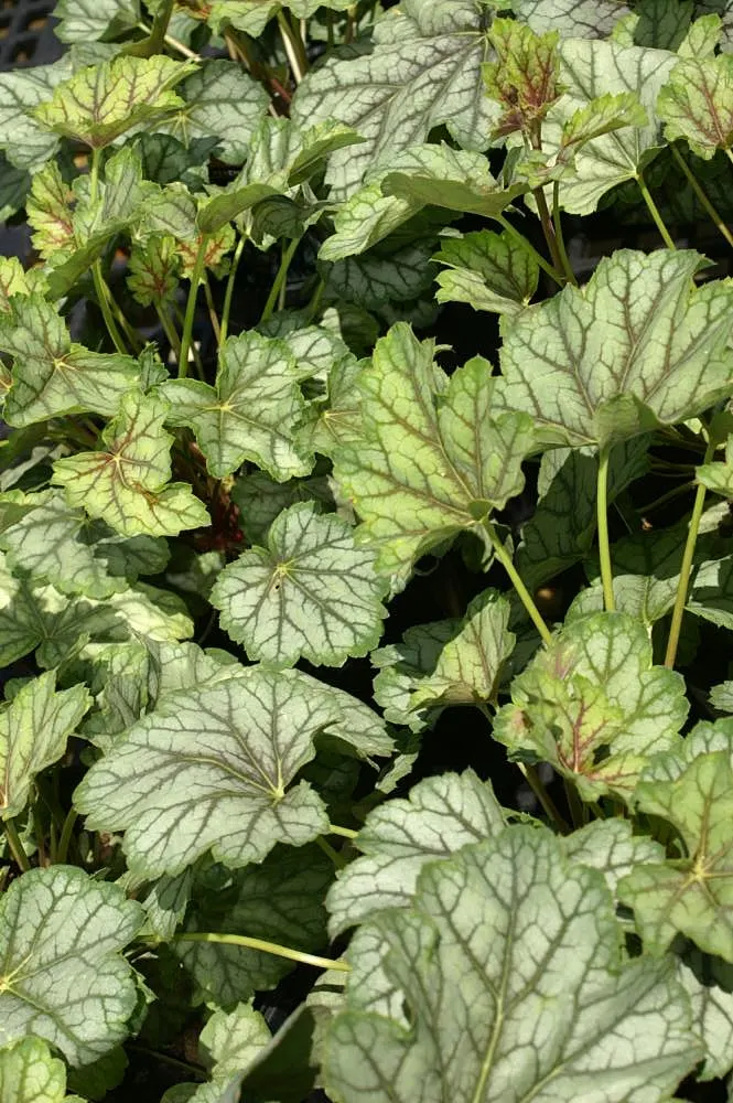 Green Spice Alum Root (Heuchera 'Green Spice') — The Heuchera 'Green Spice' is an evergreen perennial with vibrant foliage