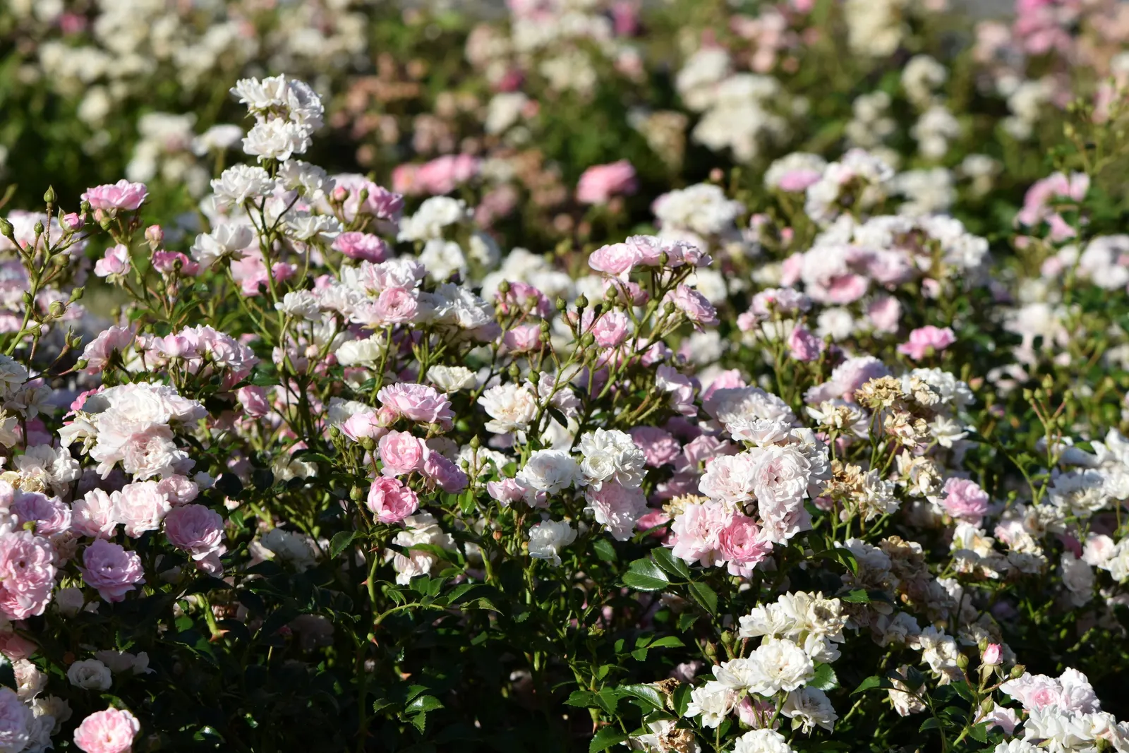 The Fairy Rose (Rosa 'The Fairy') — it exhibits notable drought tolerance.<br><br>Incorporate this rose into a landscape design as a ground cover; in mass