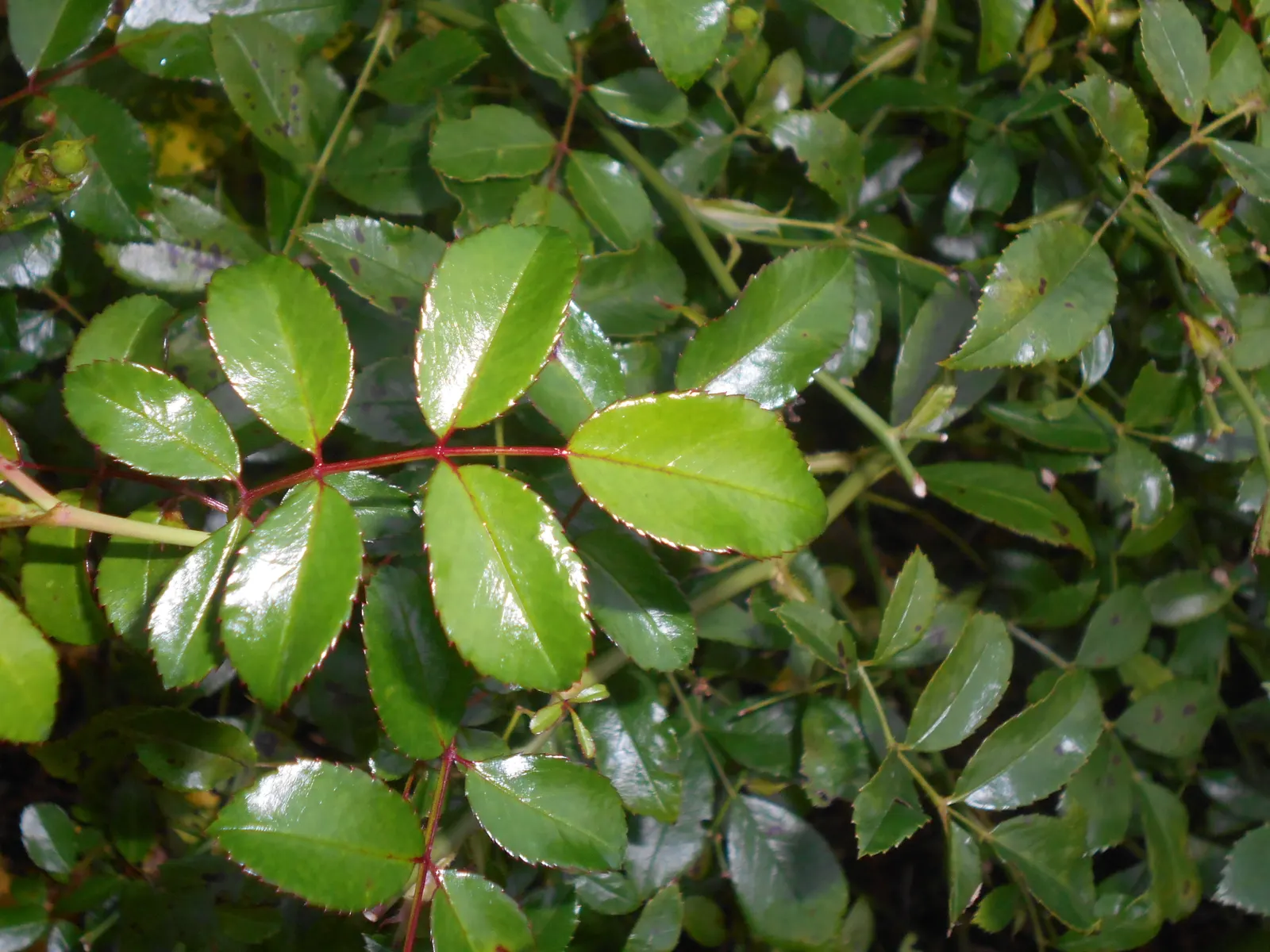 The Fairy Rose (Rosa 'The Fairy') — it exhibits notable drought tolerance.<br><br>Incorporate this rose into a landscape design as a ground cover, image 54