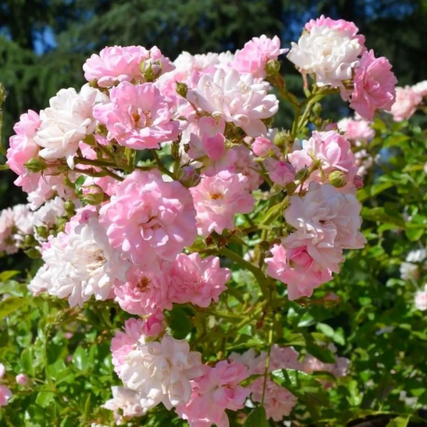The Fairy Rose (Rosa 'The Fairy') — To encourage continued flowering, deadhead spent blooms regularly