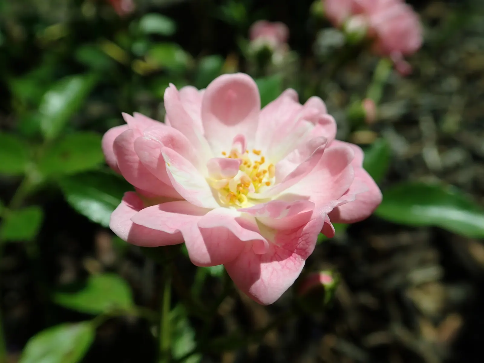 The Fairy Rose (Rosa 'The Fairy') — This perennial reaches up to 3 feet in height, with a spread of 4 feet, creating a dense, bushy groundcover, image 43