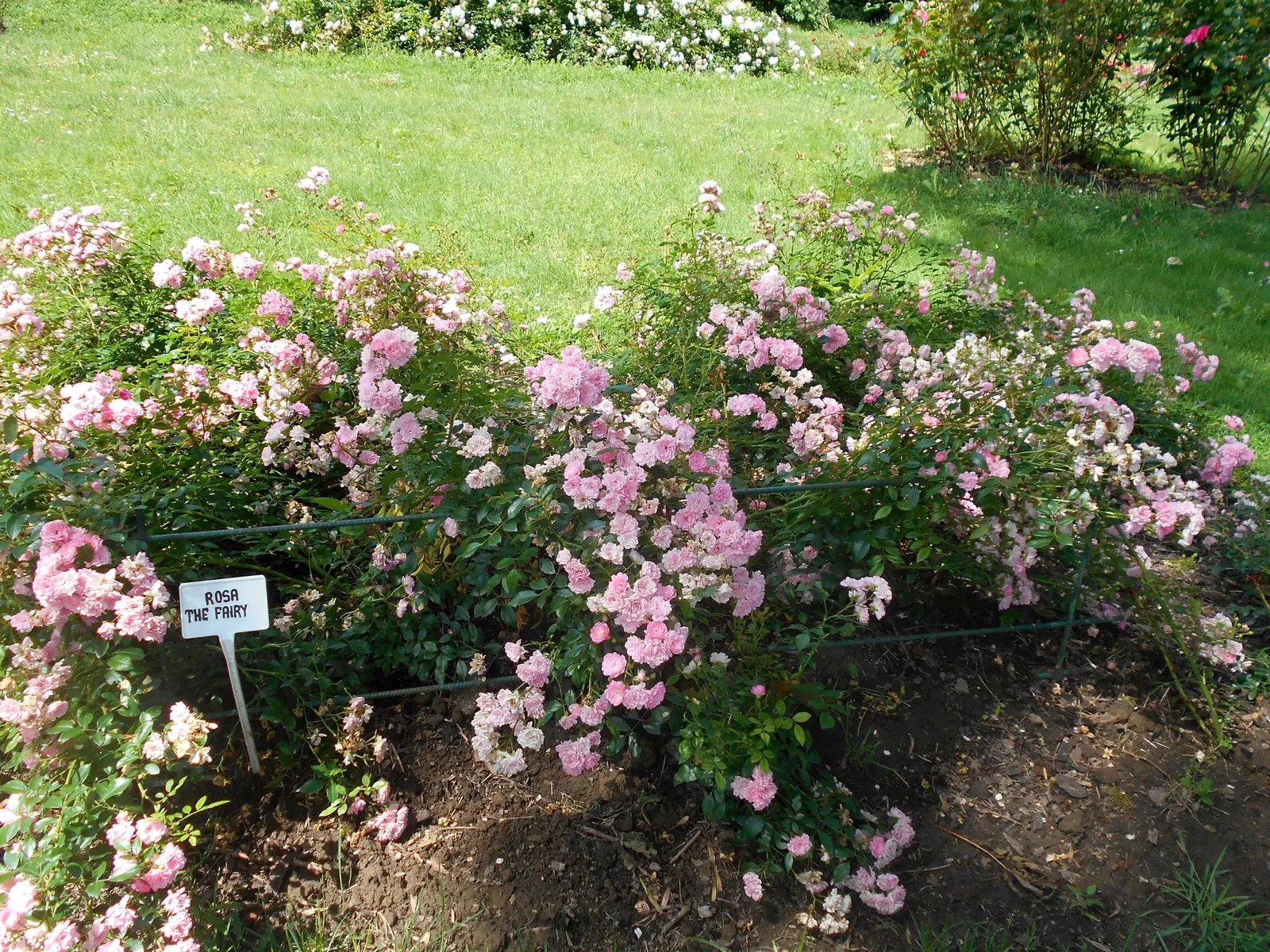 The Fairy Rose (Rosa 'The Fairy') — making it a low-maintenance option for the busy gardener; it exhibits notable drought tolerance.<br><br>Incorporate this