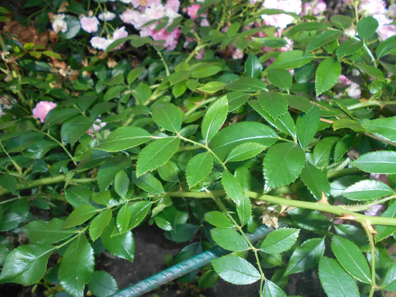 The Fairy Rose (Rosa 'The Fairy') — Hardy and disease-resistant, it thrives in well-drained soil and full sun; making it a low-maintenance option, image 62
