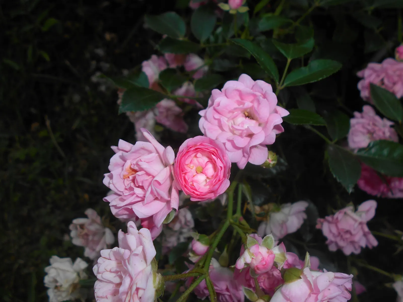 The Fairy Rose (Rosa 'The Fairy') — This perennial reaches up to 3 feet in height, with a spread of 4 feet, creating a dense, bushy groundcover; pink flowers