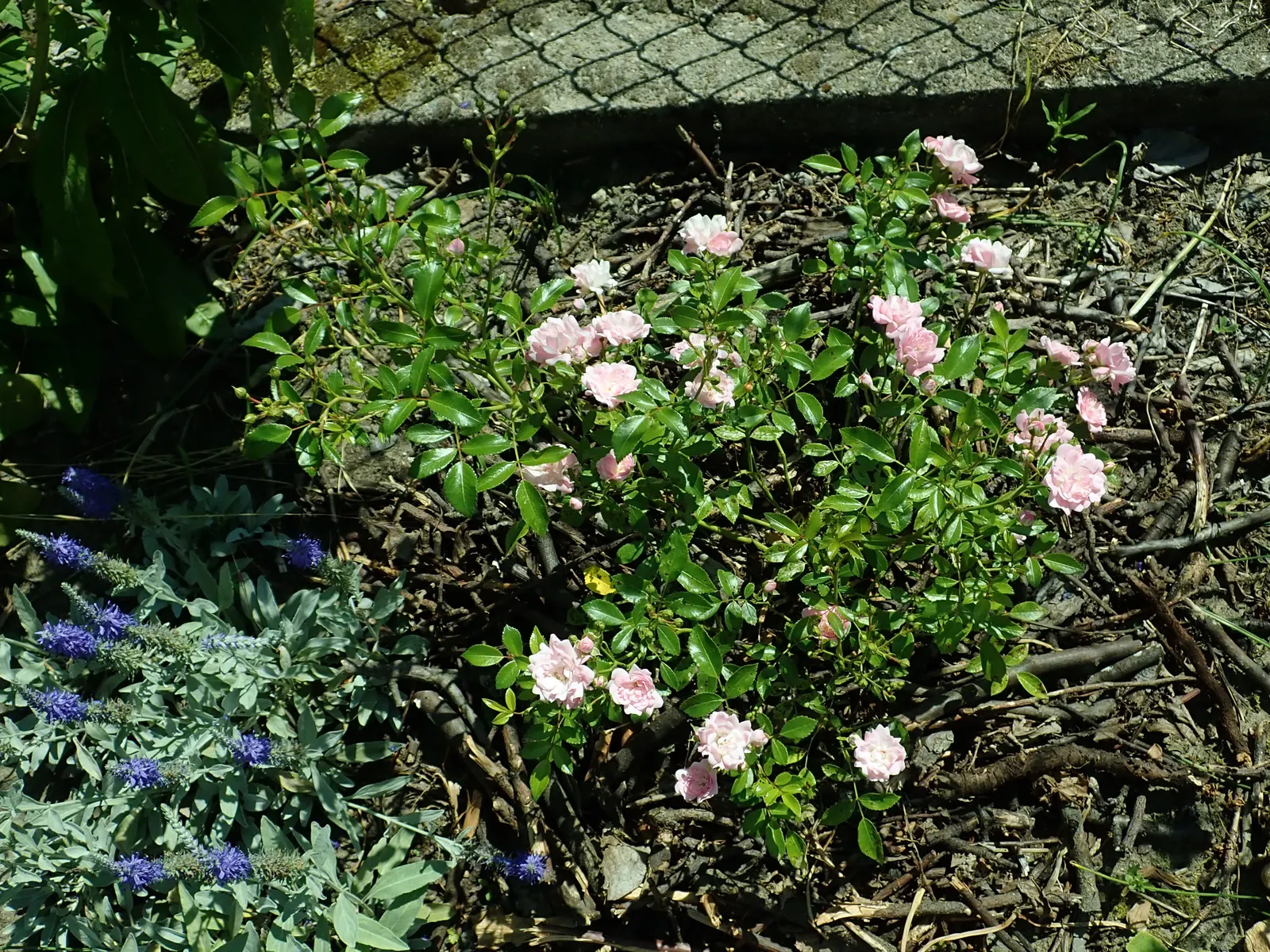 The Fairy Rose (Rosa 'The Fairy') — shrub for full or half; to encourage continued flowering, deadhead spent blooms regularly, image 80