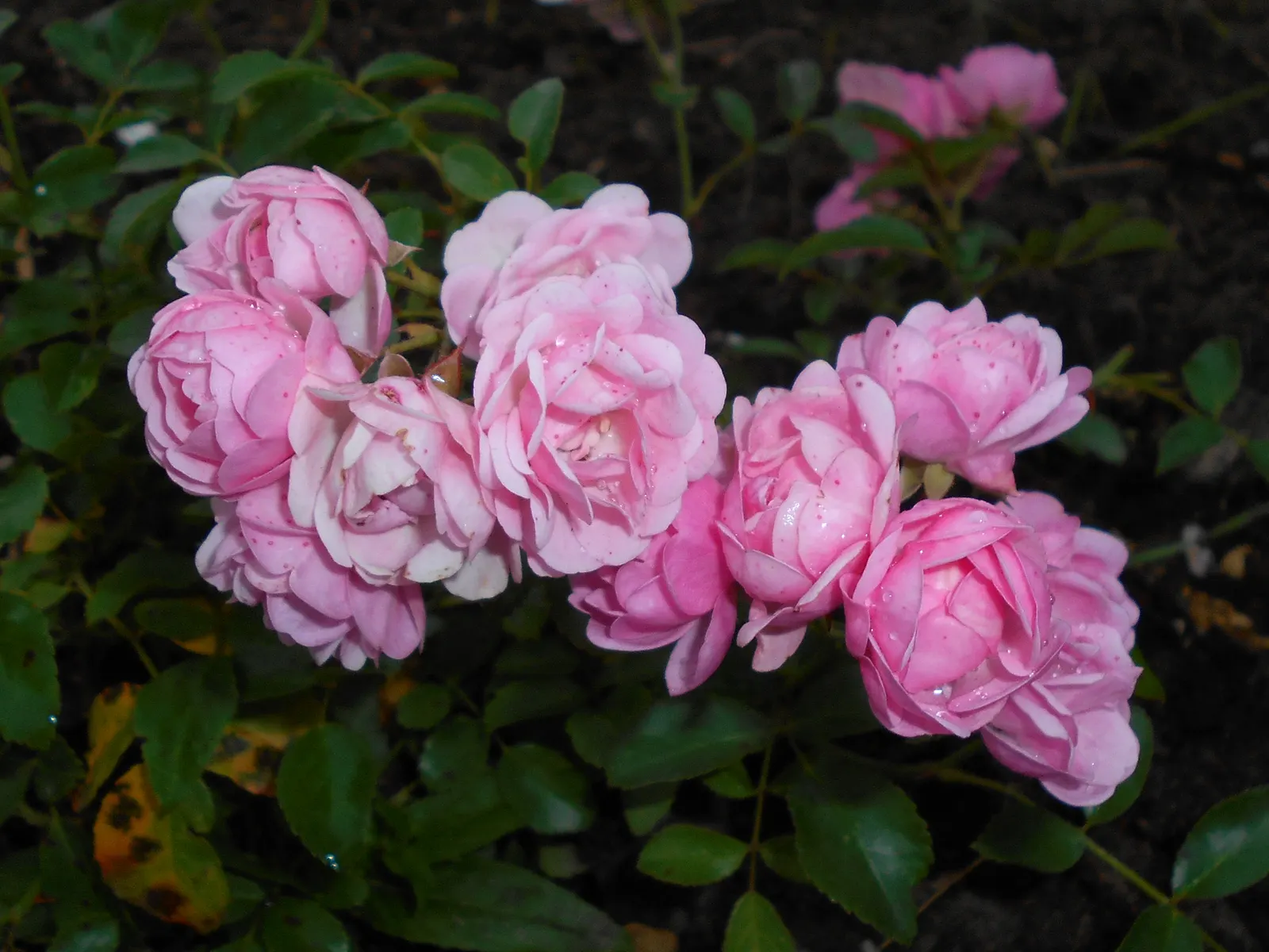 The Fairy Rose (Rosa 'The Fairy') — or as a border along walkways where its charming blooms can be enjoyed up close