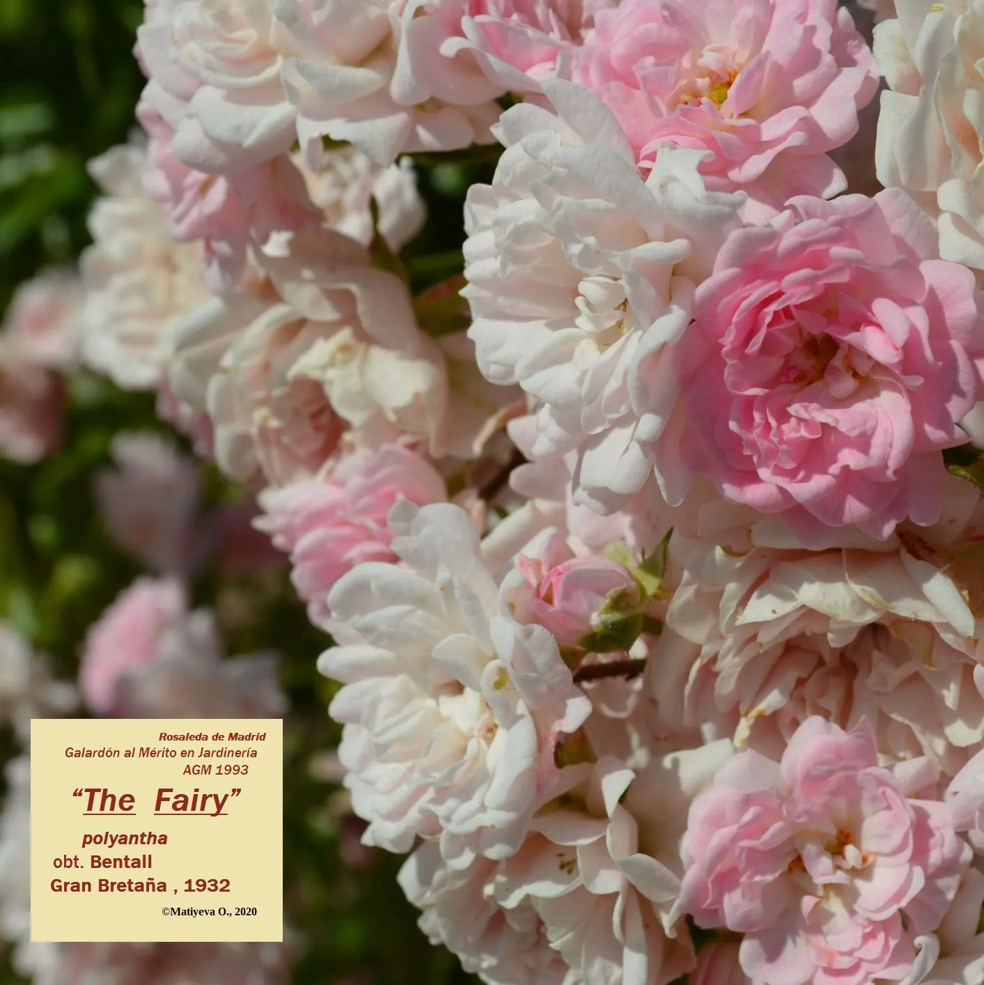The Fairy Rose (Rosa 'The Fairy') — Rosa 'The Fairy' is a diminutive Polyantha shrub rose