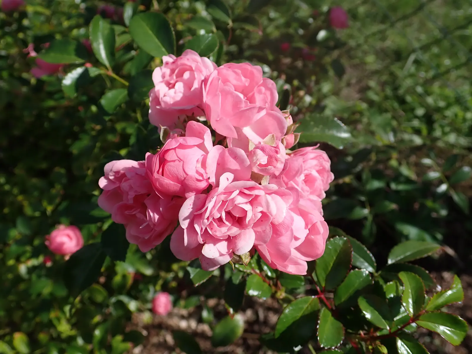 The Fairy Rose (Rosa 'The Fairy') — making it a low-maintenance option for the busy gardener; it exhibits notable drought, image 91