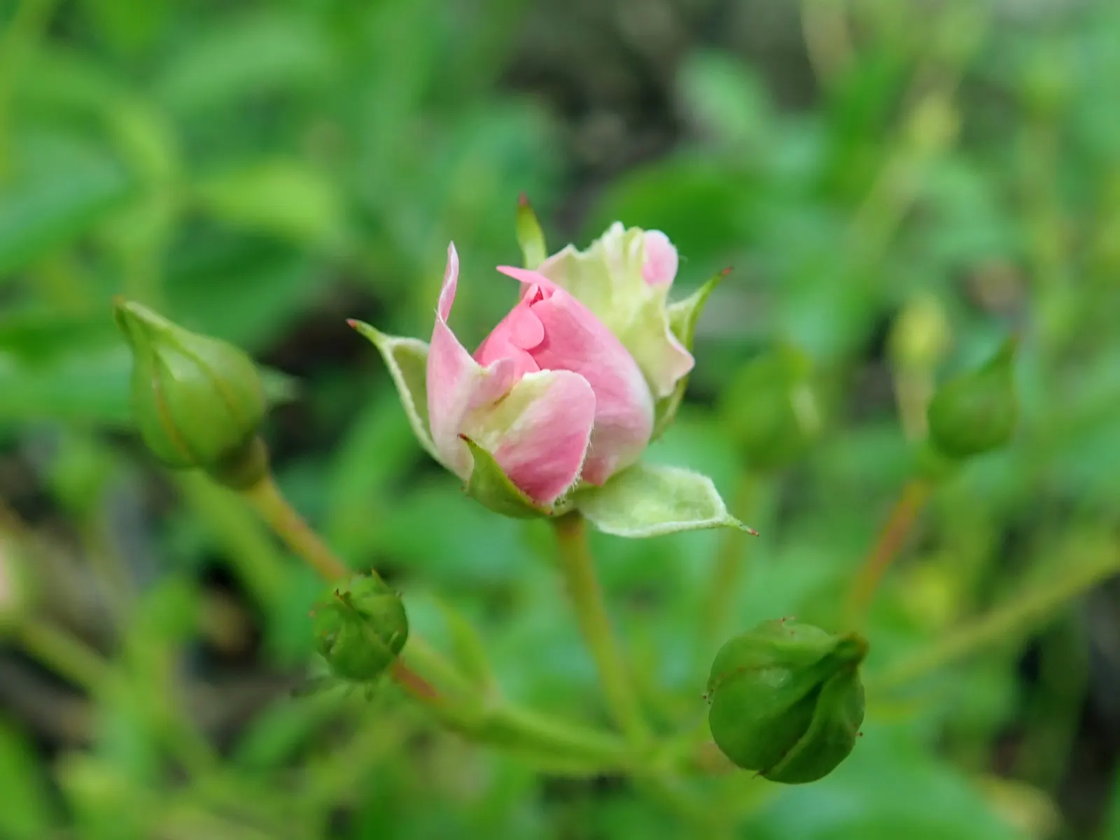 The Fairy Rose (Rosa 'The Fairy') — This perennial reaches up to 3 feet in height, with a spread of 4 feet, creating a dense, bushy groundcover, image 83