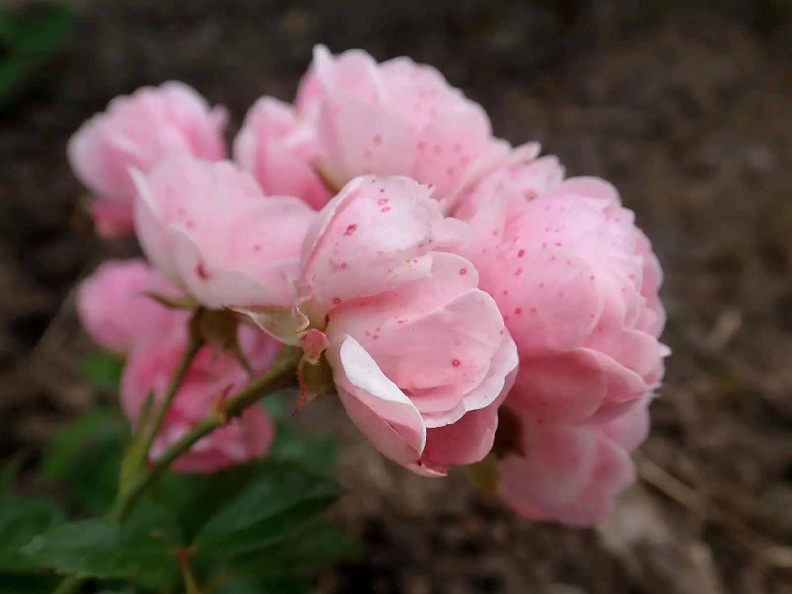 The Fairy Rose (Rosa 'The Fairy') — although once established; providing a continuous display of color in zones 4 through 9, image 73