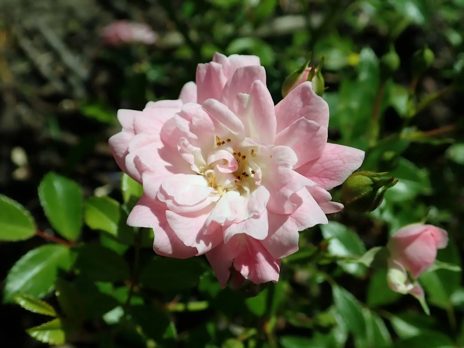 The Fairy Rose (Rosa 'The Fairy') — Each double bloom measures approximately 1 to 1.5 inches in diameter; shrub for full or half, image 69