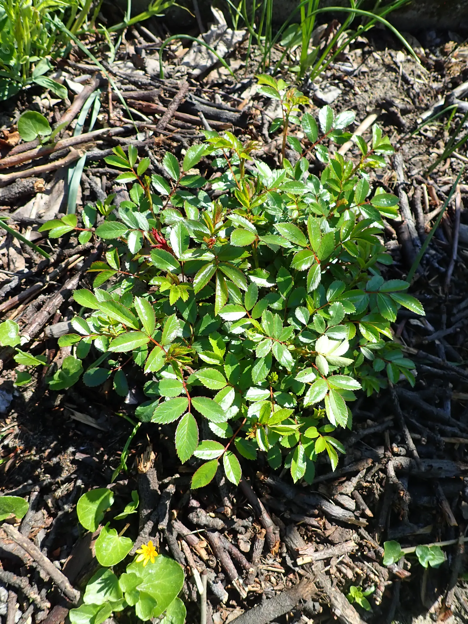 The Fairy Rose (Rosa 'The Fairy') — pink flowers in the garden; this perennial reaches up to 3 feet in height, with a spread of 4 feet, creating a, image 58
