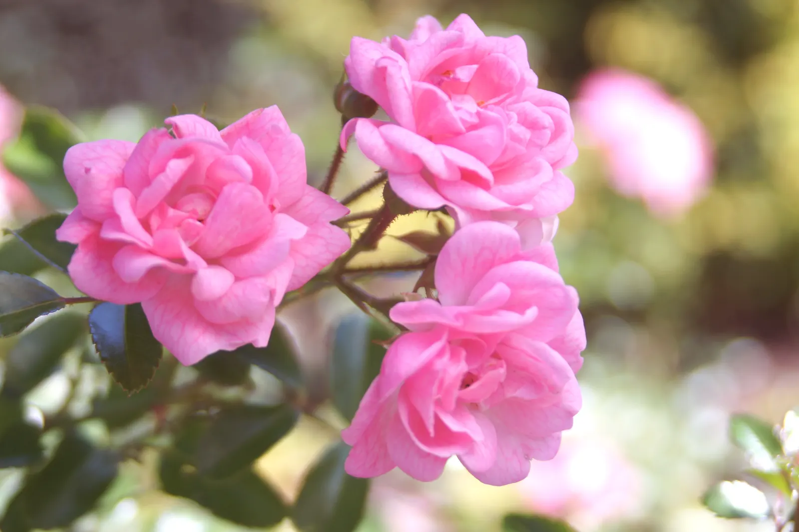 The Fairy Rose (Rosa 'The Fairy') — making it a low-maintenance option for the busy gardener; it exhibits notable drought, image 51