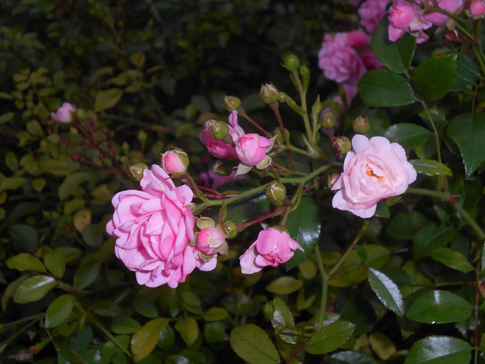 The Fairy Rose (Rosa 'The Fairy') — Rosa 'The Fairy' is a diminutive Polyantha shrub rose; ideal for borders and low hedges, it entices with a long, image 41