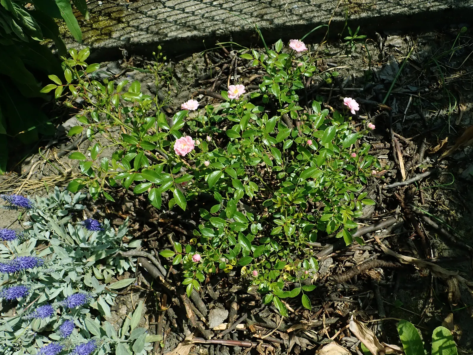 The Fairy Rose (Rosa 'The Fairy') — Hardy and disease-resistant, it thrives in well-drained soil and full sun