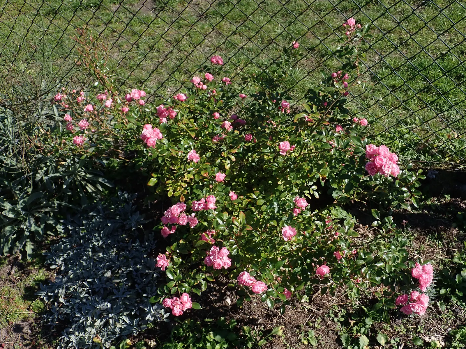 The Fairy Rose (Rosa 'The Fairy') — although once established; providing a continuous display of color in zones 4 through 9, image 53