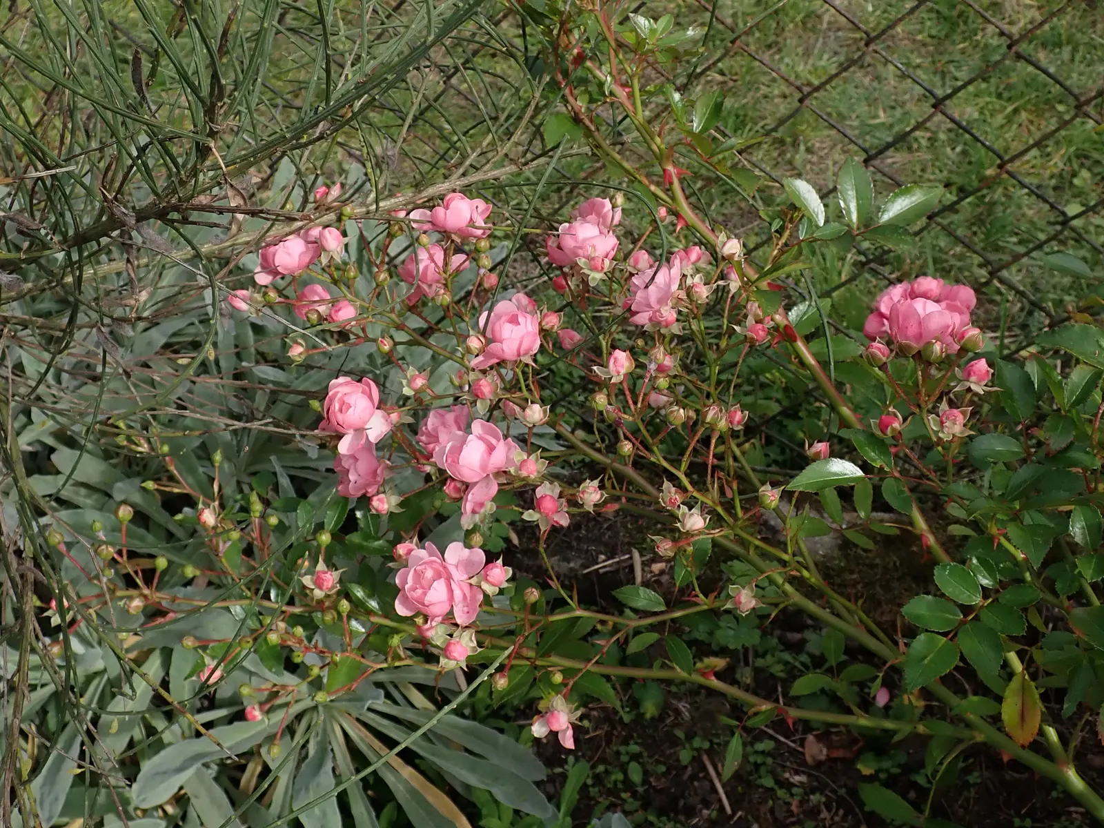The Fairy Rose (Rosa 'The Fairy') — Hardy and disease-resistant, it thrives in well-drained soil and full sun; making it a low-maintenance option, image 42