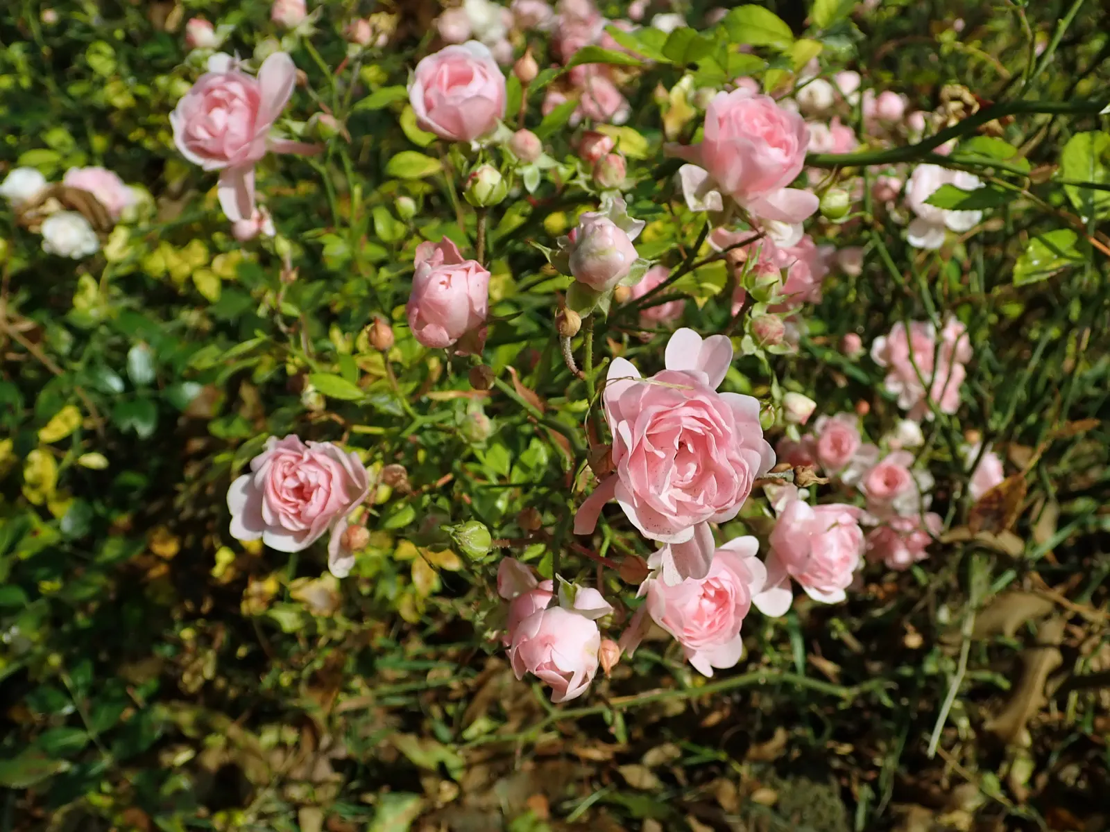 The Fairy Rose (Rosa 'The Fairy') — Hardy and disease-resistant, it thrives in well-drained soil and full sun; making it a low-maintenance option, image 82