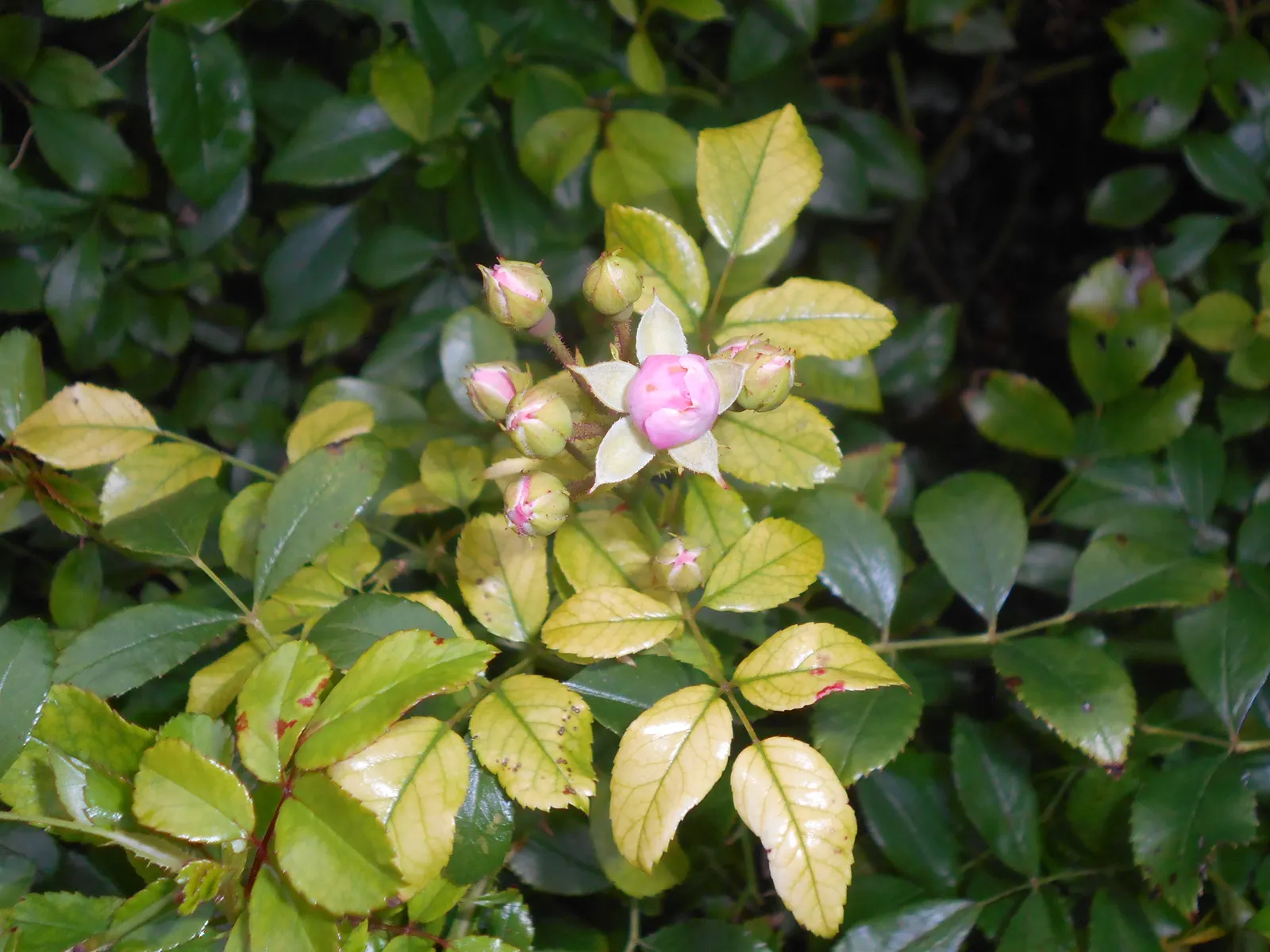The Fairy Rose (Rosa 'The Fairy') — Typically reaching a mature height of between 2 to 3 feet with a similar spread; this variety is a delightful, image 47