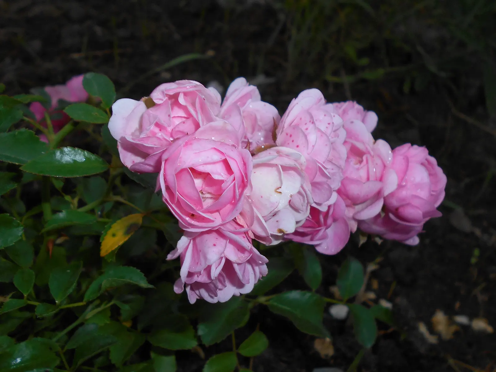 The Fairy Rose (Rosa 'The Fairy') — pink flowers in the garden