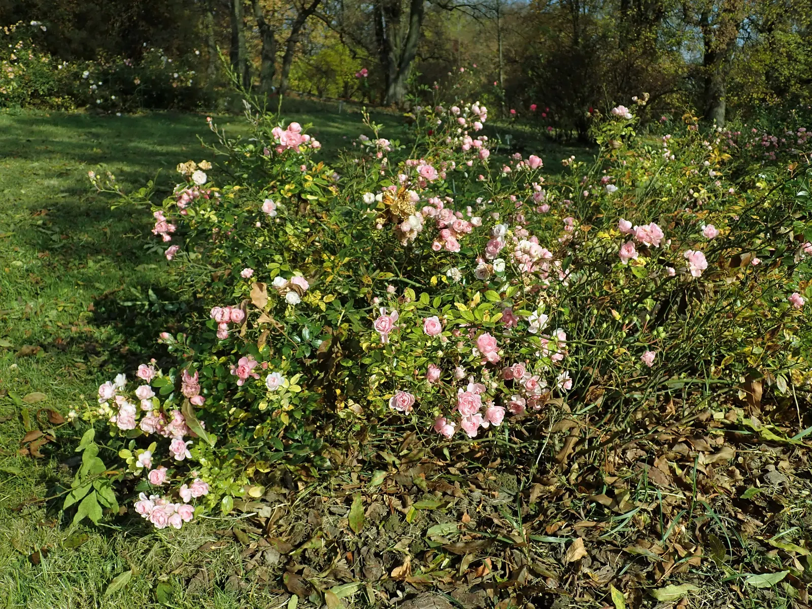 The Fairy Rose (Rosa 'The Fairy') — Each double bloom measures approximately 1 to 1.5 inches in diameter