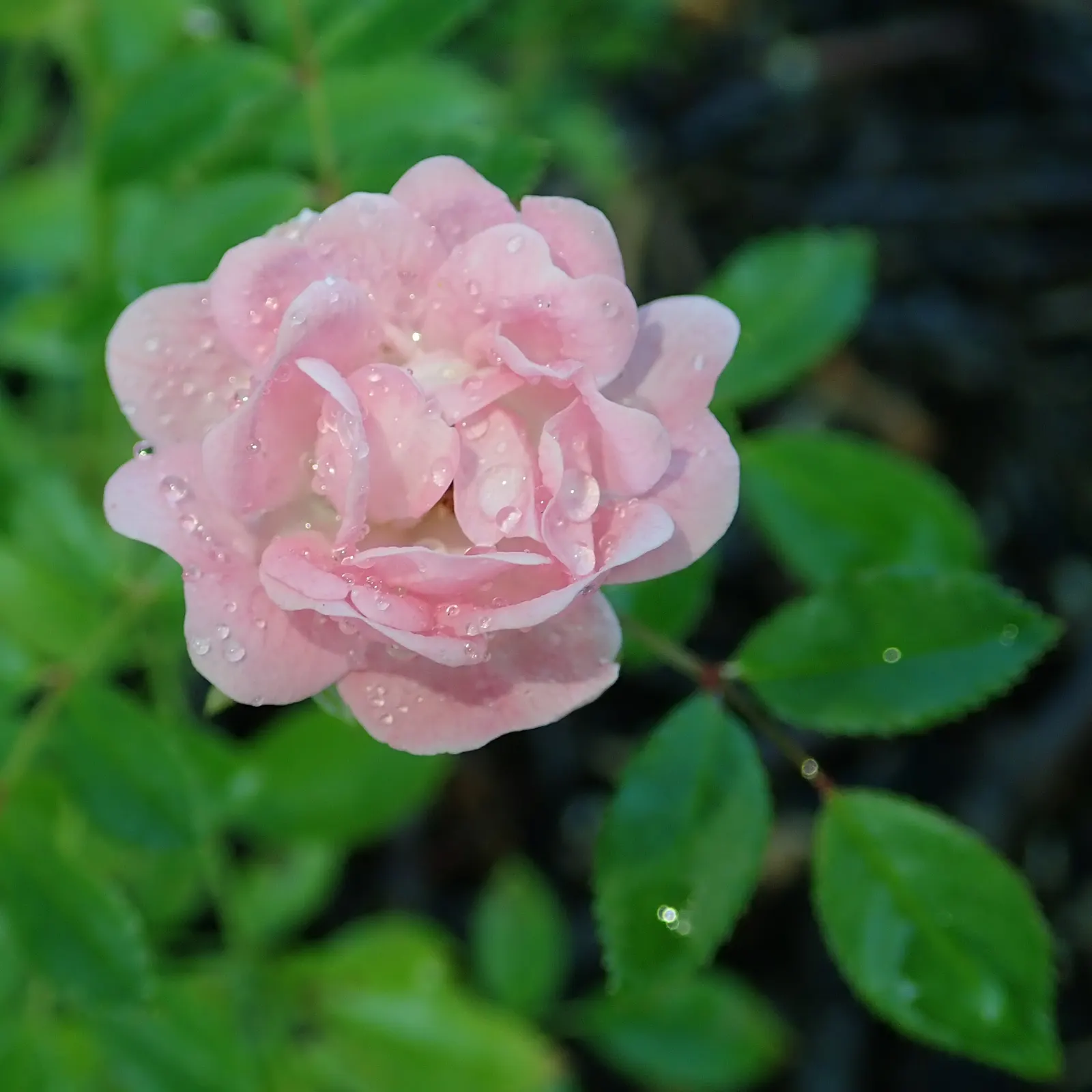 The Fairy Rose (Rosa 'The Fairy') — pink flowers in the garden; this perennial reaches up to 3 feet in height, with a spread of 4 feet, creating a, image 78