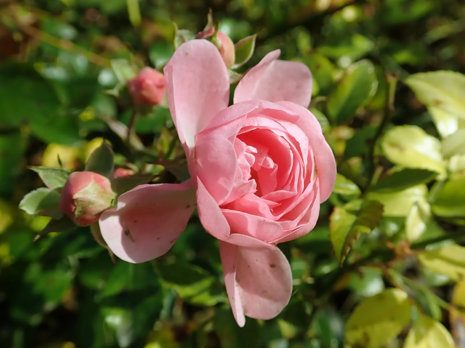 The Fairy Rose (Rosa 'The Fairy') — Rosa 'The Fairy' is a diminutive Polyantha shrub rose; ideal for borders and low hedges, it entices with a long, image 81