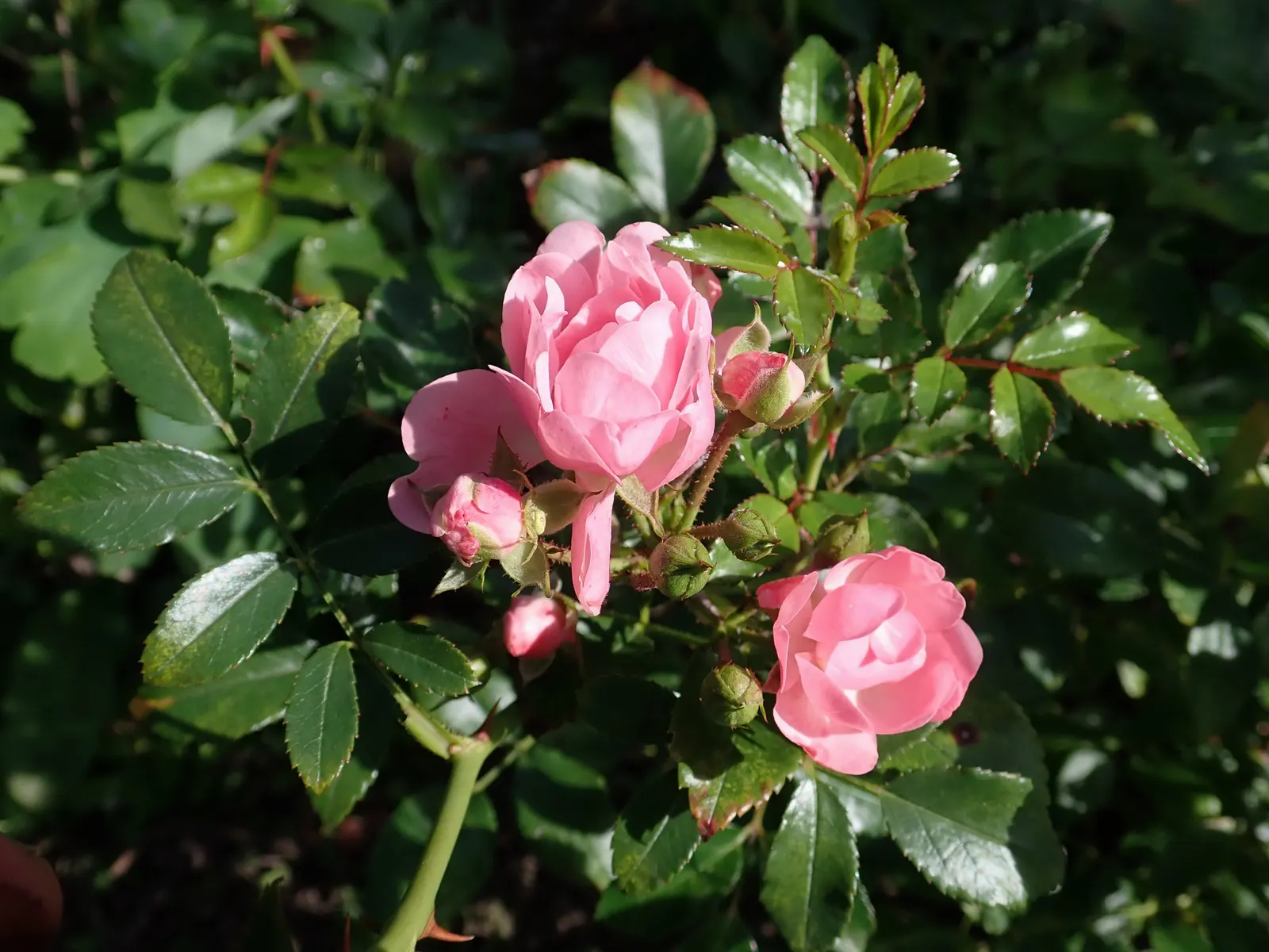 The Fairy Rose (Rosa 'The Fairy') — This perennial reaches up to 3 feet in height, with a spread of 4 feet, creating a dense, bushy groundcover