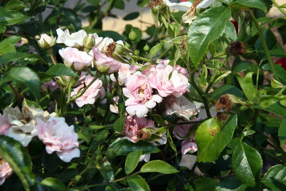 The Fairy Rose (Rosa 'The Fairy') — Typically reaching a mature height of between 2 to 3 feet with a similar spread; this variety is a delightful choice for