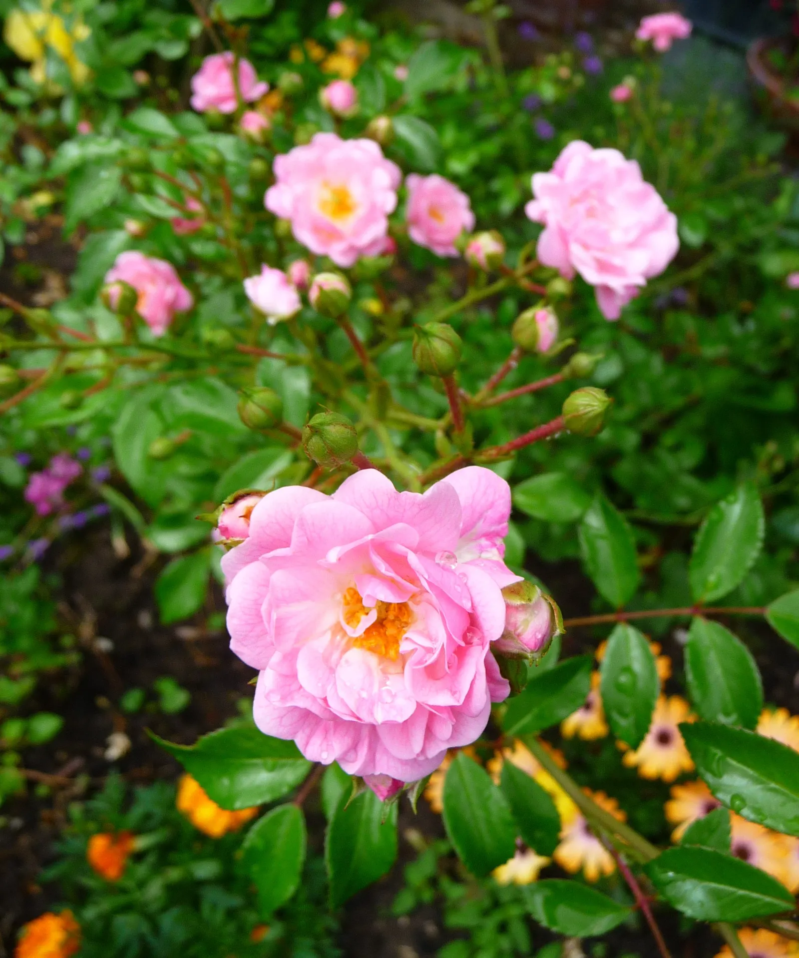 The Fairy Rose (Rosa 'The Fairy') — Ideal for borders and low hedges, it entices with a long flowering season from late spring to frost; the Rosa 'The Fairy'