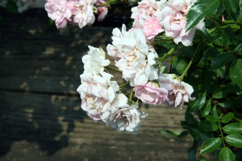 The Fairy Rose (Rosa 'The Fairy') — shrub with pink blooms; notably against black spot and mildew