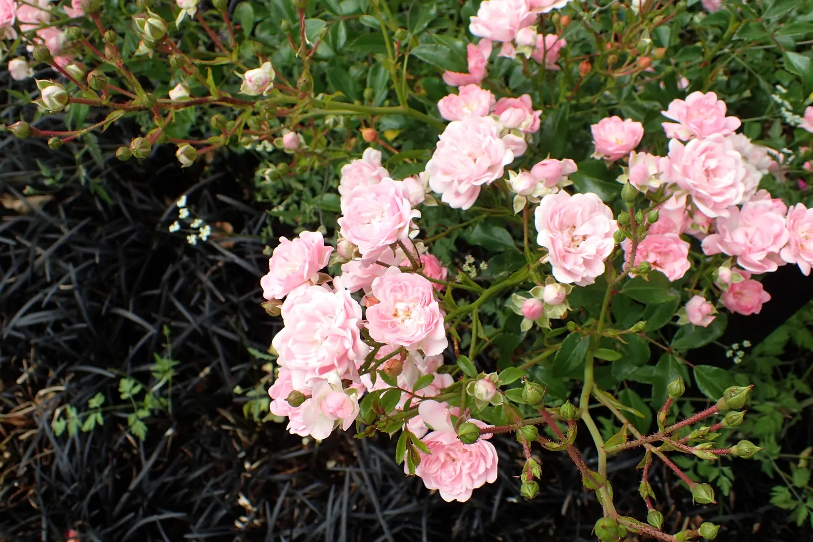 The Fairy Rose (Rosa 'The Fairy') — in mass plantings for a dramatic effect; hardy and disease-resistant, it thrives in well-drained soil and full, image 75