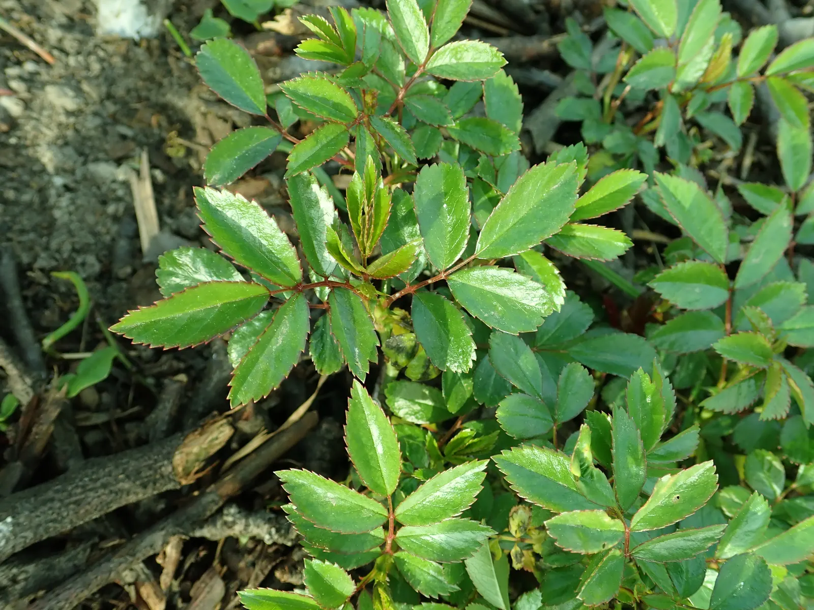 The Fairy Rose (Rosa 'The Fairy') — making it a low-maintenance option for the busy gardener