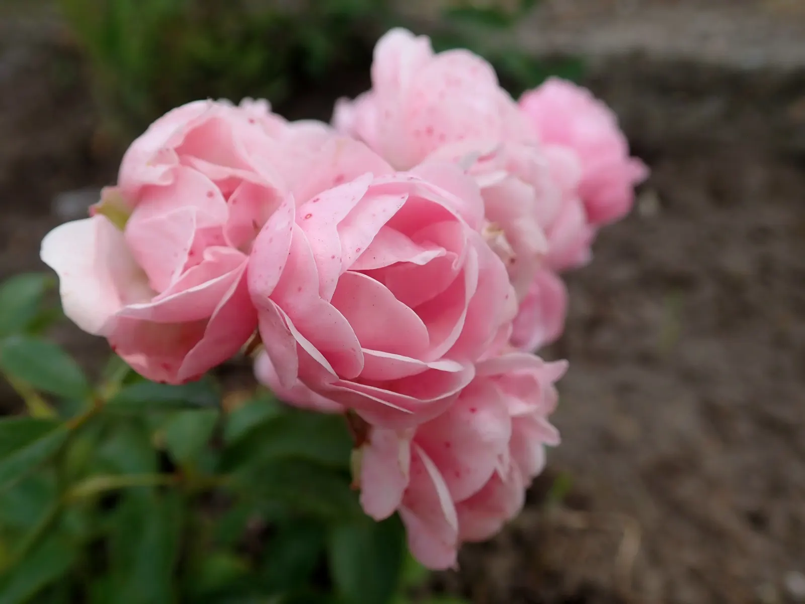 The Fairy Rose (Rosa 'The Fairy') — Ideal for borders and low hedges, it entices with a long flowering season from late spring to frost; the Rosa, image 64