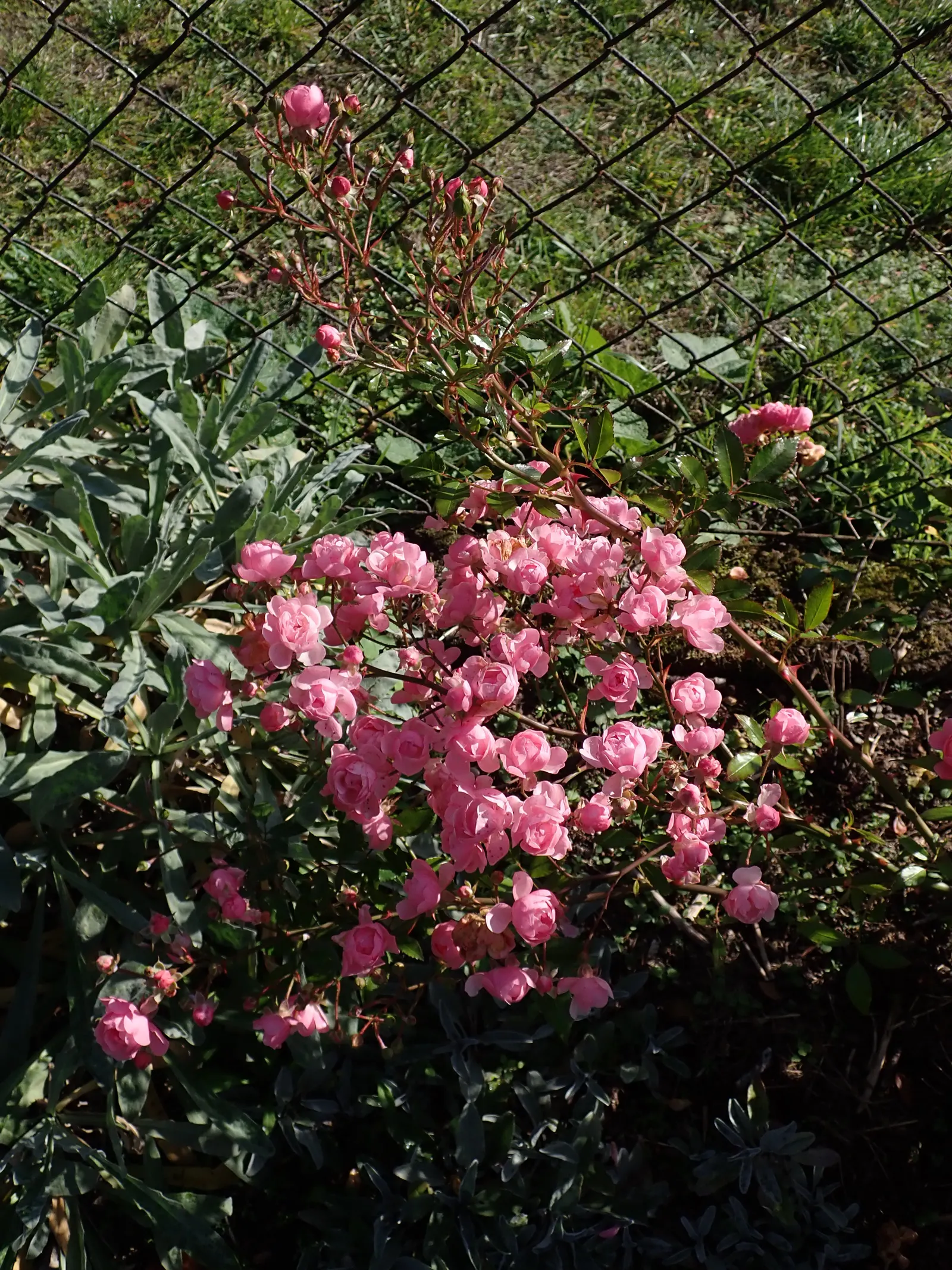 The Fairy Rose (Rosa 'The Fairy') — Typically reaching a mature height of between 2 to 3 feet with a similar spread; this variety is a delightful, image 67