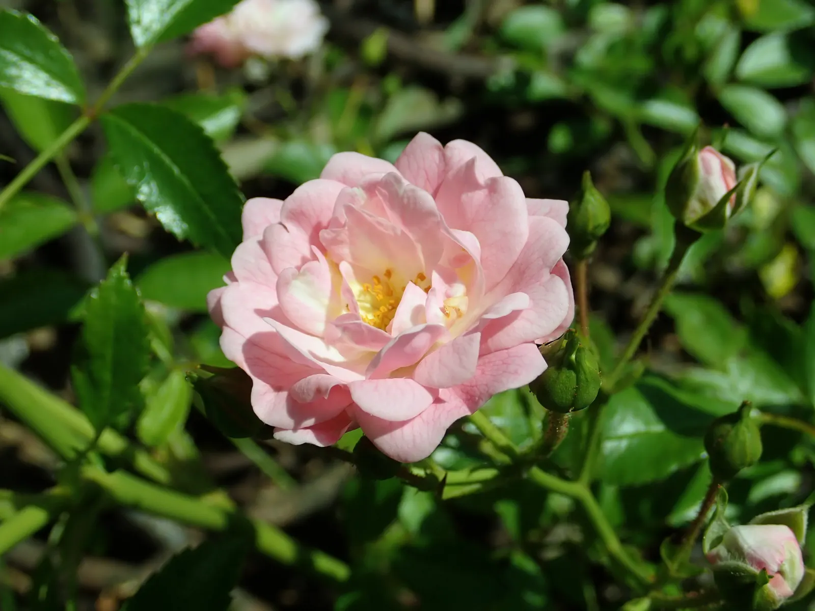The Fairy Rose (Rosa 'The Fairy') — Typically reaching a mature height of between 2 to 3 feet with a similar spread