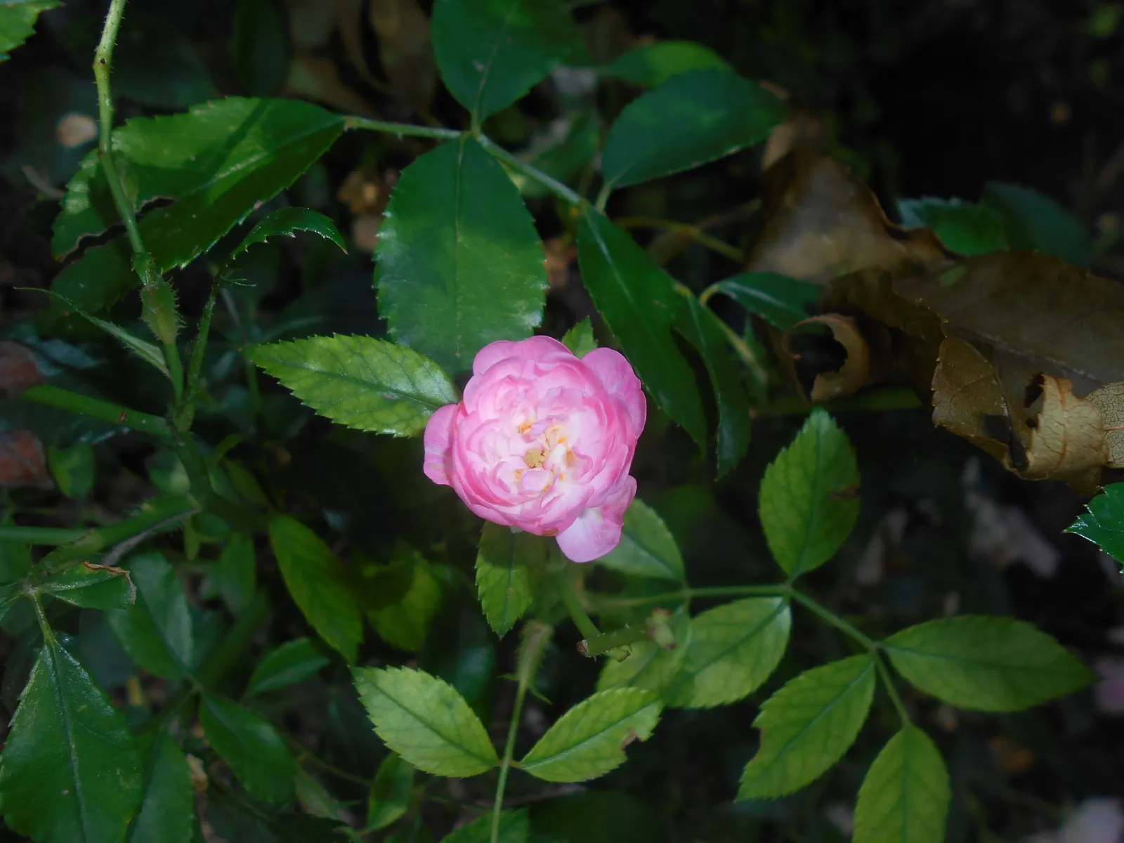 The Fairy Rose (Rosa 'The Fairy') — providing a continuous display of color in zones 4 through 9; although once established, image 48
