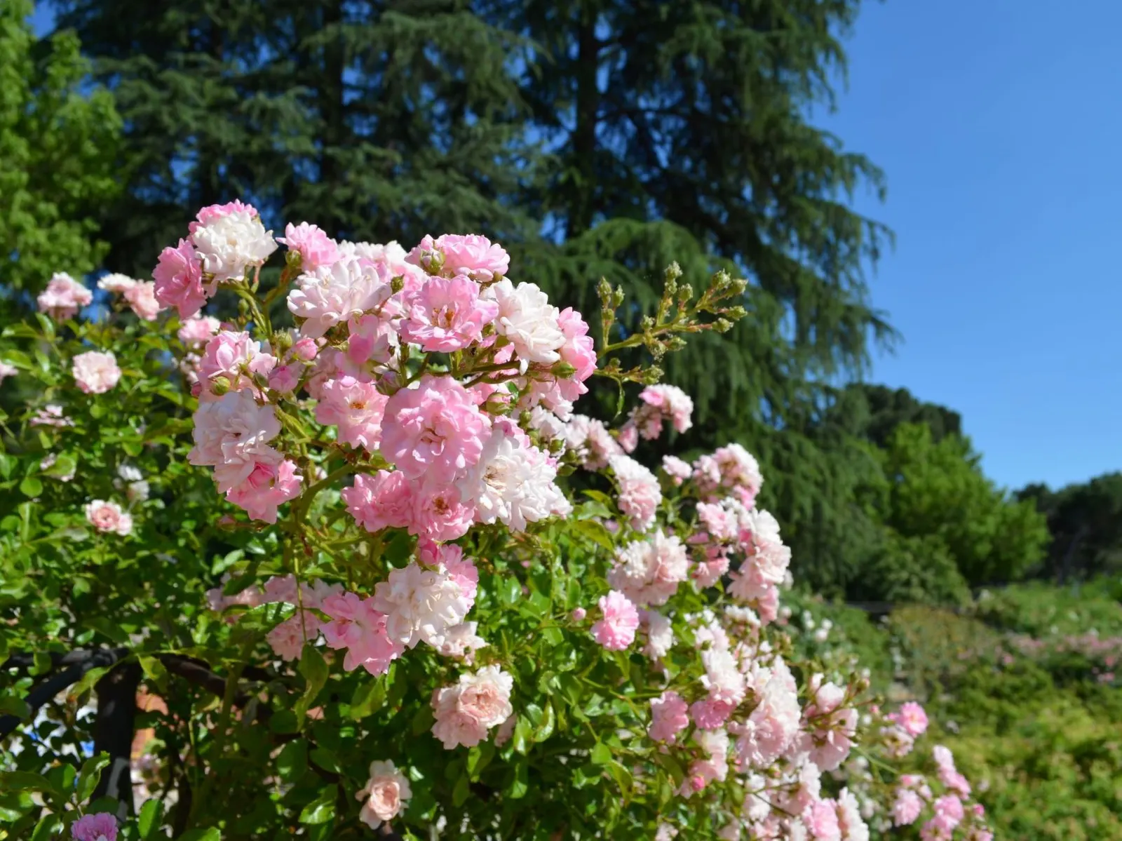The Fairy Rose (Rosa 'The Fairy') — Each double bloom measures approximately 1 to 1.5 inches in diameter; shrub for full or half