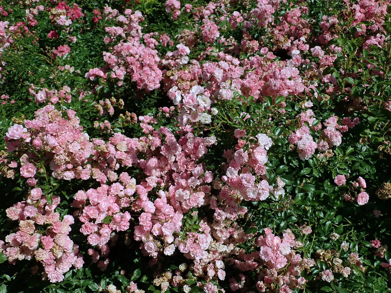 The Fairy Rose (Rosa 'The Fairy') — The Rosa 'The Fairy' is an enchanting polyantha shrub rose known for its prolific blooming habit and petite; it, image 65